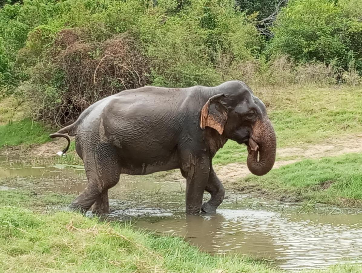 River Nature Park Polonnaruwa Dış mekan fotoğraf