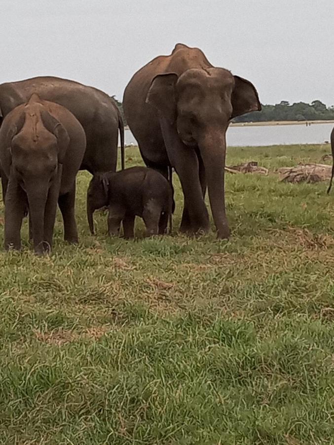 River Nature Park Polonnaruwa Dış mekan fotoğraf