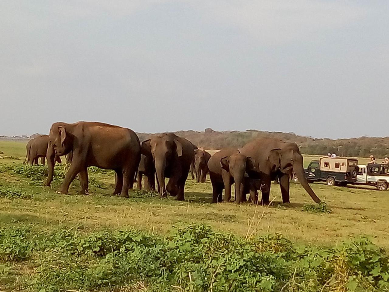 River Nature Park Polonnaruwa Dış mekan fotoğraf